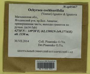 Platyhypnum cochleariifolium (Venturi) Ochyra, Bryophytes, Bryophytes - Chukotka & Kamchatka (B21) (Russia)