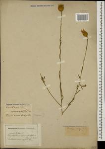 Stizolophus coronopifolius (Lam.) Cass., Caucasus, Georgia (K4) (Georgia)