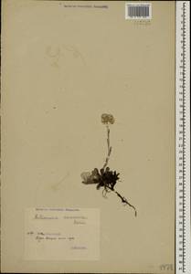 Antennaria caucasica Boriss., Caucasus, Georgia (K4) (Georgia)