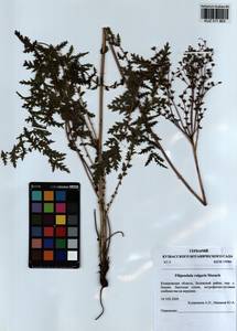 Filipendula vulgaris Moench, Siberia, Altai & Sayany Mountains (S2) (Russia)