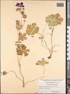 Geranium platypetalum Fisch. & C.A. Mey., Caucasus, Stavropol Krai, Karachay-Cherkessia & Kabardino-Balkaria (K1b) (Russia)