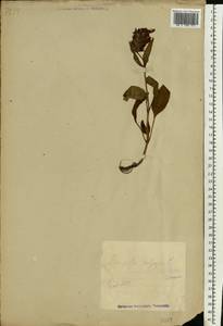 Prunella vulgaris L., Eastern Europe, Estonia (E2c) (Estonia)