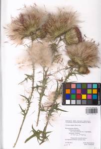 Cirsium vulgare (Savi) Ten., Eastern Europe, Central forest-and-steppe region (E6) (Russia)