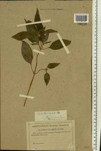 Elsholtzia ciliata (Thunb.) Hyl., Eastern Europe, Central region (E4) (Russia)
