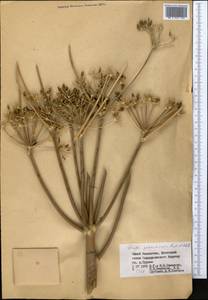 Ferula penninervis Regel & Schmalh., Middle Asia, Western Tian Shan & Karatau (M3) (Kazakhstan)