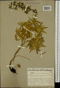 Delphinium speciosum M. Bieb., Caucasus, Turkish Caucasus (NE Turkey) (K7) (Turkey)