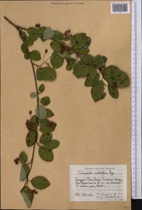 Cotoneaster multiflorus Bunge, Middle Asia, Western Tian Shan & Karatau (M3) (Kyrgyzstan)