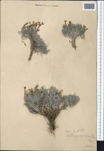 Astragalus dianthus Bunge, Middle Asia, Syr-Darian deserts & Kyzylkum (M7)