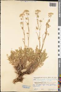 Pimpinella tragium Vill., Eastern Europe, North Ukrainian region (E11) (Ukraine)