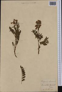 Hedysarum hedysaroides (L.)Schinz & Thell., Western Europe (EUR) (Switzerland)