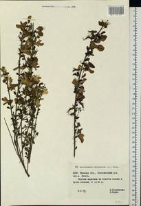 Cytisus scoparius (L.)Link, Eastern Europe, Belarus (E3a) (Belarus)