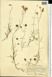 Campanula rotundifolia L., Eastern Europe, Moscow region (E4a) (Russia)