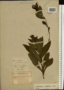 Pulmonaria mollis Wulfen ex Hornem., Eastern Europe, North Ukrainian region (E11) (Ukraine)