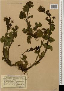 Scrophularia chrysantha Jaub. & Sp., Caucasus, Abkhazia (K4a) (Abkhazia)