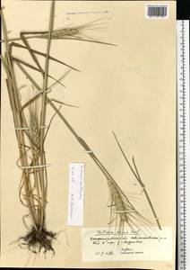 Triticum aestivum L., Eastern Europe, South Ukrainian region (E12) (Ukraine)