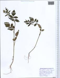 Tordylium maximum L., Caucasus, Black Sea Shore (from Novorossiysk to Adler) (K3) (Russia)