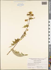 Lophiolepis serrulata (M. Bieb.) Del Guacchio, Bures, Iamonico & P. Caputo, Caucasus, Stavropol Krai, Karachay-Cherkessia & Kabardino-Balkaria (K1b) (Russia)