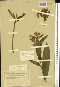 Senecio sarracenicus L., Eastern Europe, North-Western region (E2) (Russia)