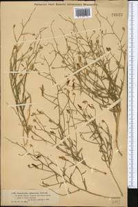 Convolvulus subsericeus Schrenk, Middle Asia, Muyunkumy, Balkhash & Betpak-Dala (M9) (Kazakhstan)