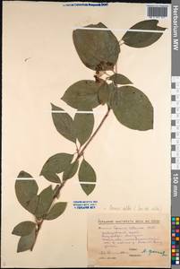 Cornus alba L., Siberia, Russian Far East (S6) (Russia)