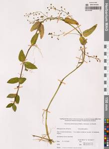 Veronica americana (Raf.) Schwein. ex Benth., Siberia, Chukotka & Kamchatka (S7) (Russia)