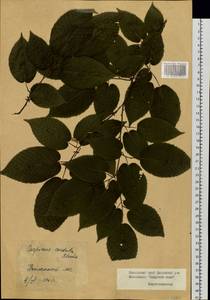 Carpinus cordata Blume, Siberia, Russian Far East (S6) (Russia)