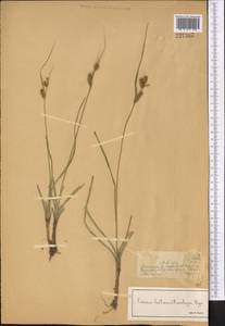 Carex songorica Kar. & Kir., Middle Asia, Dzungarian Alatau & Tarbagatai (M5) (Kazakhstan)