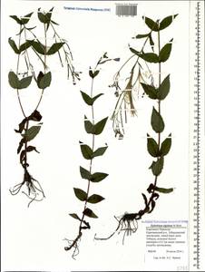 Epilobium algidum M. Bieb., Caucasus, Stavropol Krai, Karachay-Cherkessia & Kabardino-Balkaria (K1b) (Russia)