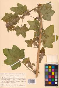 Malva verticillata L., Eastern Europe, Central forest-and-steppe region (E6) (Russia)