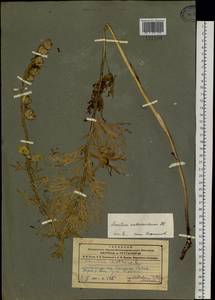 Aconitum anthoroideum DC., Siberia, Altai & Sayany Mountains (S2) (Russia)