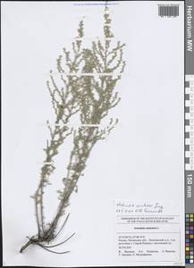 Artemisia austriaca Jacq., Eastern Europe, Middle Volga region (E8) (Russia)