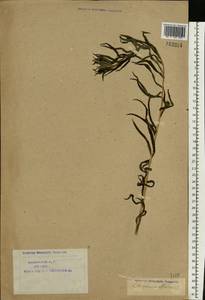 Lithospermum officinale L., Eastern Europe, Northern region (E1) (Russia)