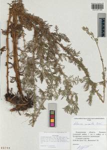 Artemisia macrantha Ledeb., Siberia, Altai & Sayany Mountains (S2) (Russia)