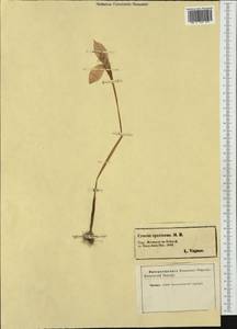 Crocus speciosus M.Bieb., Western Europe (EUR) (Not classified)
