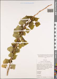 Populus nigra var. italica (Moench) Koehne, Eastern Europe, Moscow region (E4a) (Russia)