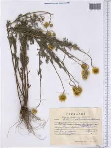 Cota tinctoria subsp. tinctoria, Siberia, Altai & Sayany Mountains (S2) (Russia)
