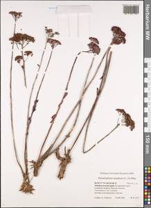 Hylotelephium telephium subsp. telephium, Siberia, Baikal & Transbaikal region (S4) (Russia)