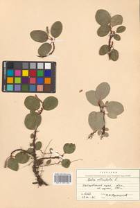 Salix reticulata L., Siberia, Russian Far East (S6) (Russia)