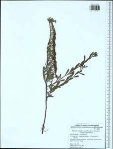 Spiraea crenata L., Eastern Europe, Central region (E4) (Russia)