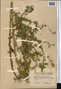 Pulicaria dysenterica (L.) Bernh., Middle Asia, Western Tian Shan & Karatau (M3) (Uzbekistan)