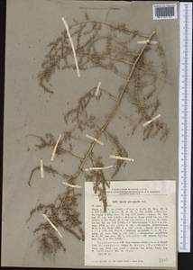 Suaeda microphylla (C. A. Mey.) Pall., Middle Asia, Karakum (M6) (Turkmenistan)