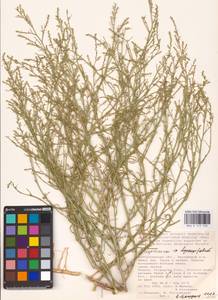 Corispermum hyssopifolium L., Eastern Europe, Lower Volga region (E9) (Russia)