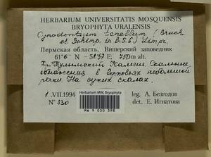 Cynodontium tenellum (Schimp.) Limpr., Bryophytes, Bryophytes - Permsky Krai, Udmurt Republic, Sverdlovsk & Kirov Oblasts (B8) (Russia)