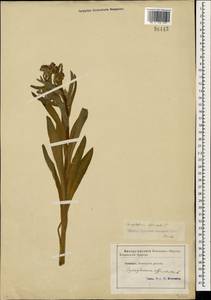 Cynoglossum officinale L., Caucasus, Stavropol Krai, Karachay-Cherkessia & Kabardino-Balkaria (K1b) (Russia)