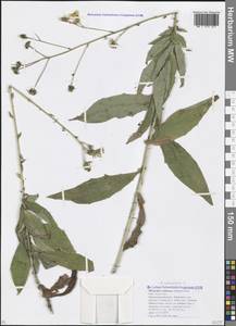 Hieracium sabaudum subsp. scabiosum (Sudre) Zahn, Caucasus, Krasnodar Krai & Adygea (K1a) (Russia)
