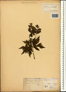 Geranium sylvaticum L., Caucasus, Abkhazia (K4a) (Abkhazia)