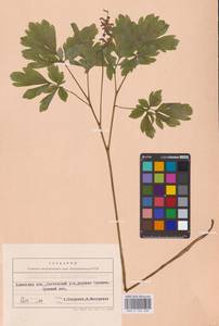 Corydalis cava (L.) Schweigg. & Körte, Eastern Europe, West Ukrainian region (E13) (Ukraine)