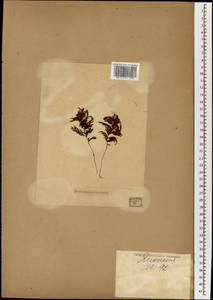 Hymenophyllum lanceolatum Hook. & Arn., South Asia, South Asia (Asia outside ex-Soviet states and Mongolia) (ASIA) (Japan)