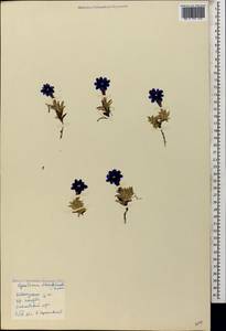 Gentiana dshimilensis K. Koch, Caucasus, Krasnodar Krai & Adygea (K1a) (Russia)