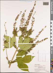 Ambrosia trifida L., Eastern Europe, Moscow region (E4a) (Russia)